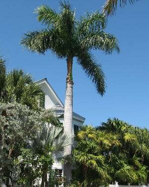 Palm Trees–Not Trees After All!